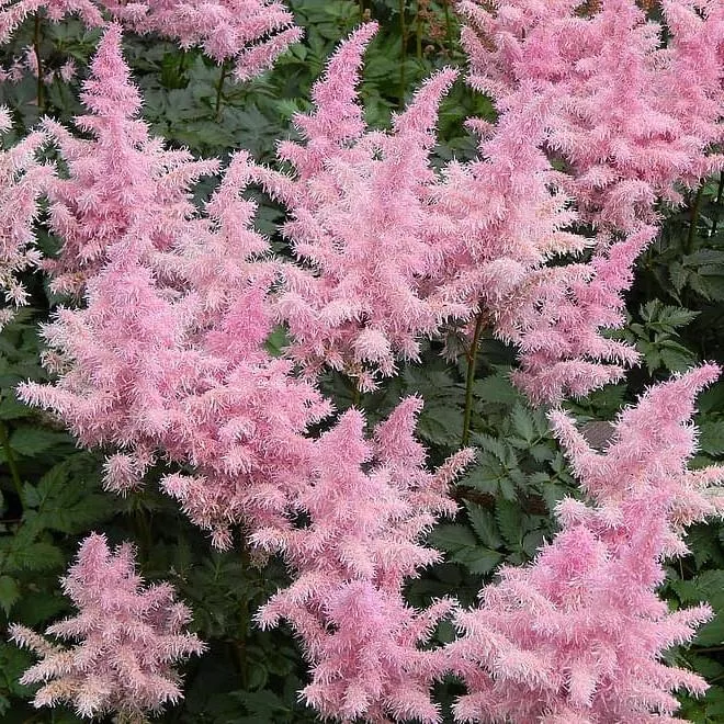 Younique Salmon Astilbe