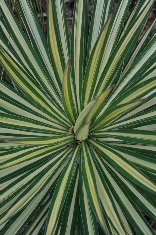 Yucca aloifolia 'Mediopicta'
