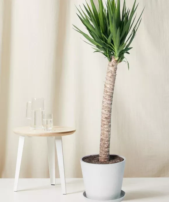 Yucca Cane