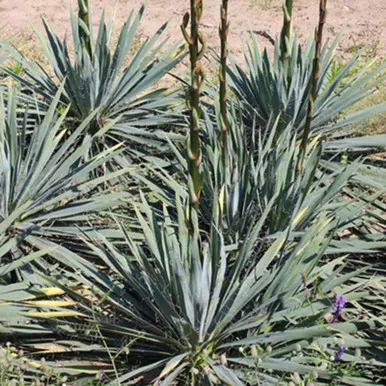 Yucca Excalibur