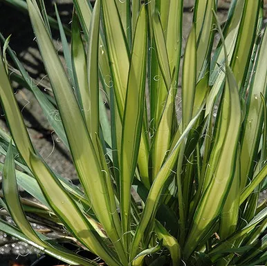 Yucca - Garland Gold