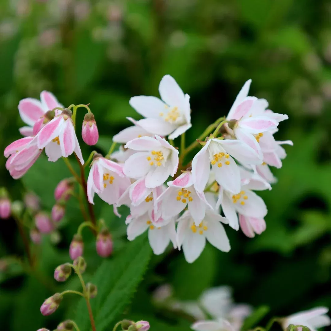 Yuki Cherry Blossom Deutzia