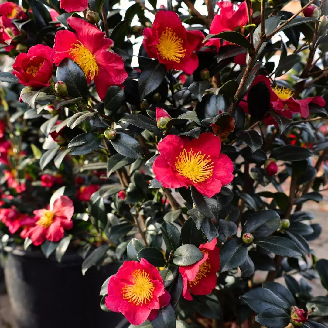 Yuletide Camellia