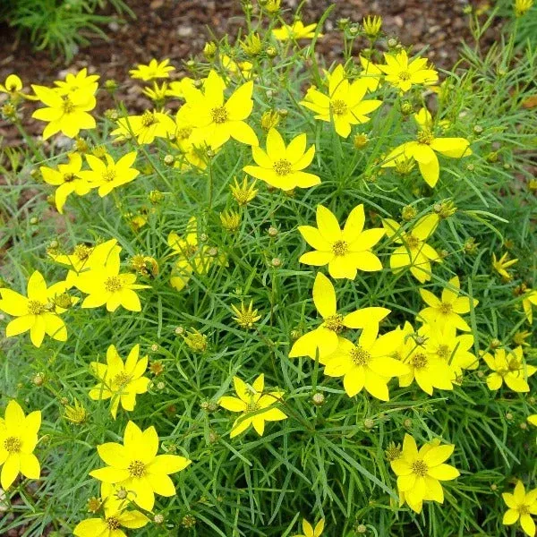 Zagreb Coreopsis