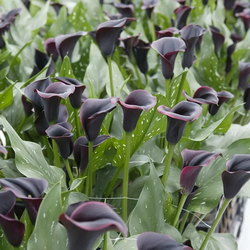 Zantedeschia (Calla Lily) Dubai Nights (Pack of 1)