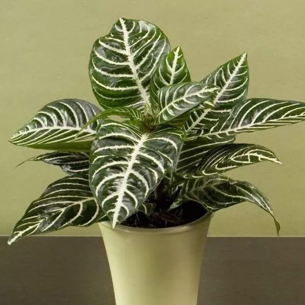 Zebra Plant
