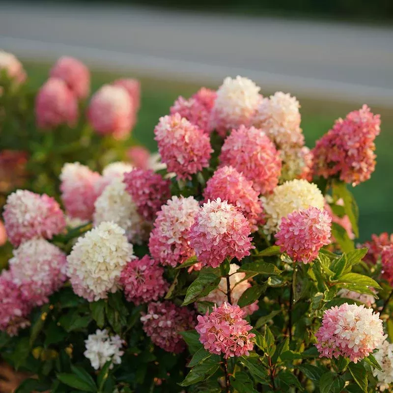 Zinfin Doll Panicle Hydrangea - DISCONTINUED