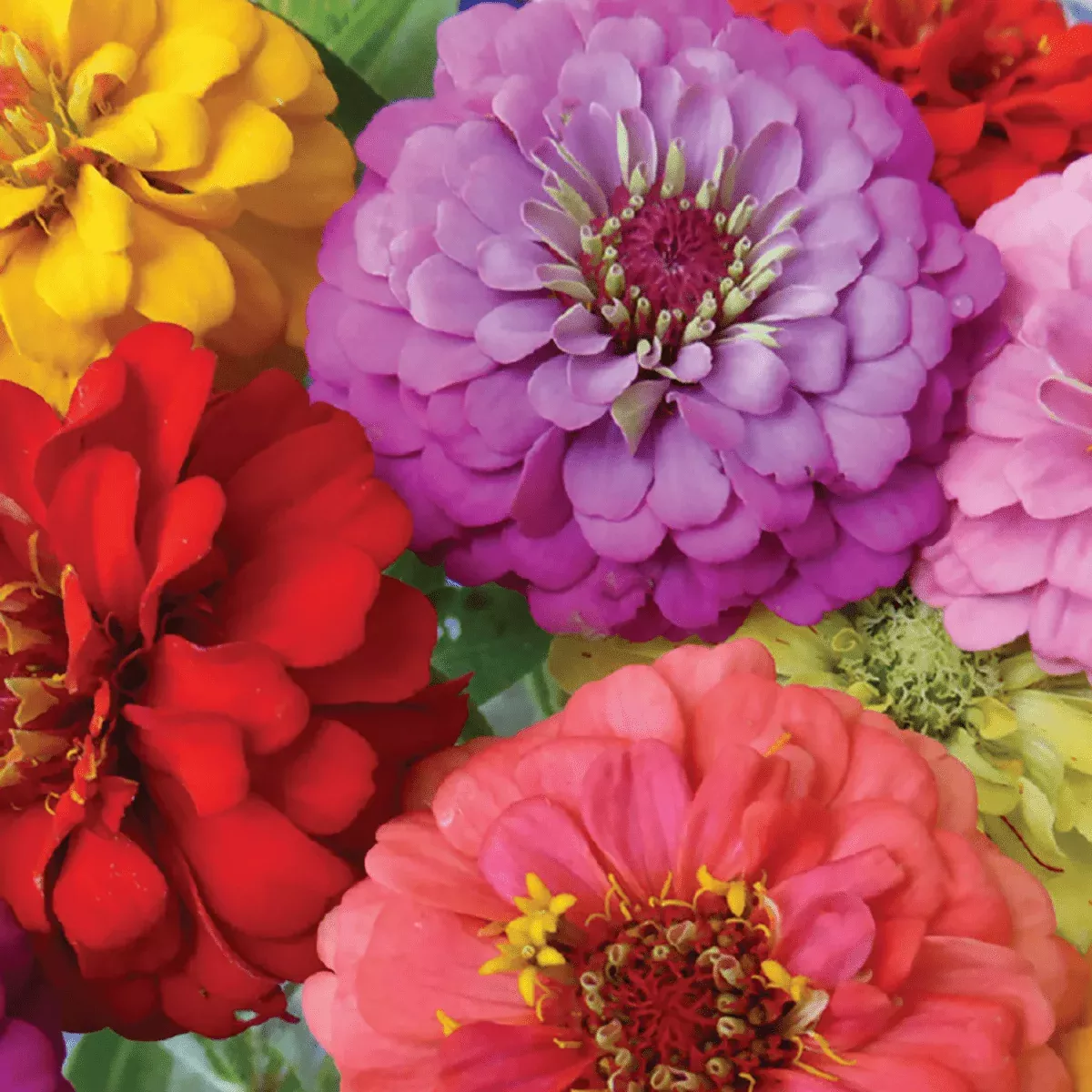 Zinnia, Early Bird Seeds, 1g