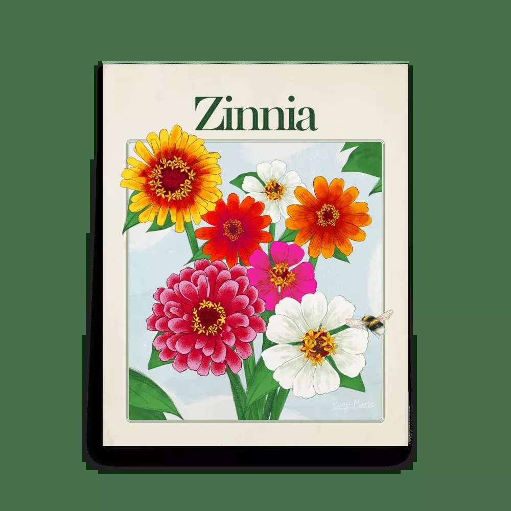 Zinnia Flowers Poster, 16″×20″