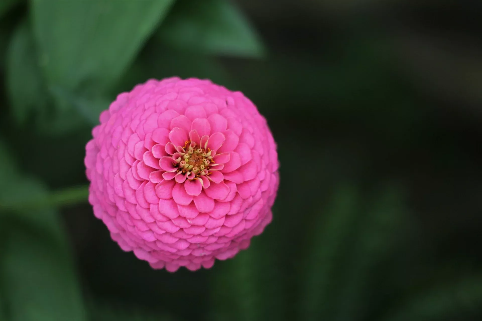 Zinnia Seeds - Lilliput Mix