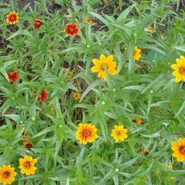 Zinnia Seeds - Persian Carpet