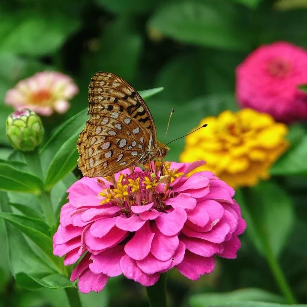 Zinnia Seeds - State Fair Mix