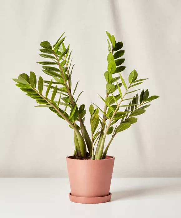 ZZ Chameleon Plant